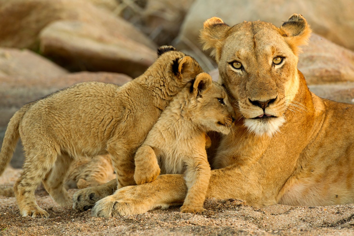 Lion Family